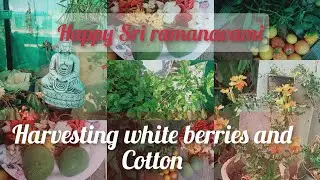 Harvesting #white berries, #cotton ,#flowers and fruits for# SriRamaNavami#