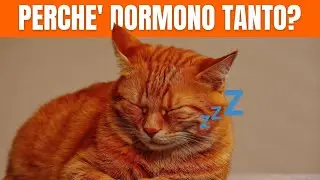 Perché i Gatti Dormono Così Tanto? Funny Pets