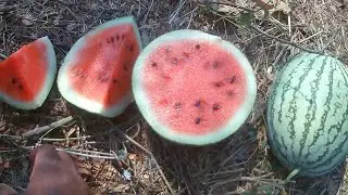 summer 🌡🌞special watermelon farm visit&hearts;️ and tasting fresh melons