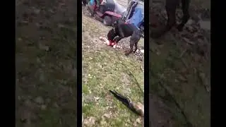 Gus the Destroyer