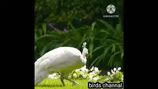 White Pecock with chick