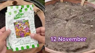 Best winter flowering plants to grow from seeds / winter seeds in October and November 