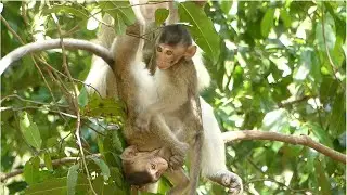 Baby Monkey Patricia Can Choose The Way She Can Enjoy Life With Memberships.