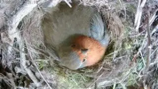 Robins Nest 5 Eggs Day 13 Incubating Part 1