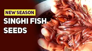 New Season Singhi Fish Seed supply at best price - Watch How Singhi Fish Seeds taking Feed