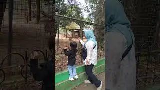 bubu lagi manggilin rusa tutul guyysss #shorts #shortvideo #ragunan #ragunanzoo  #rusa