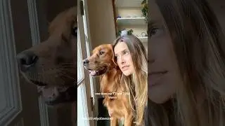 Dramatic golden retriever. #Funny Dog #shorts #dog  #petvideos#amazingpets #funny#funnypets#animals