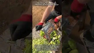 Smashing Through Green Radishes With A Manual Slicer