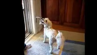 Teach Your Dog to Ring a Bell