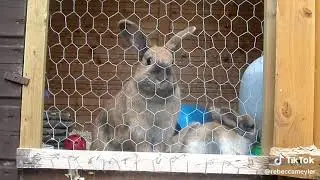 rescues bunnies