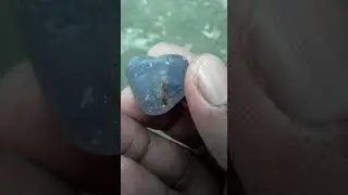Silky Geuda in Sri Lanka 🇱🇰 🇱🇰
