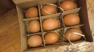 Купили в магазине фермерские эко-яйца - смотрим как уложены