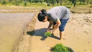 Basmati Rice Cultivation / Easy Masala Matar Pulao /