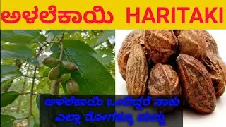 ಅಳಲೆಕಾಯಿ |HARITAKI | Haritaki is the cure for all diseases.