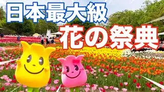 【２０２４年】となみチューリップフェア富山県・砺波市の春の祭典！
