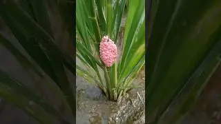 Telur Hama Keong Sawah Padi #208 #hamapadi #anakcaping