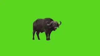 green screen - real wild buffalo
