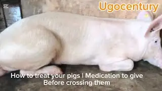 Pig treatment | pure hybrid pigs Nigeria