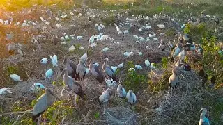 231-Mother Bird Raises Baby Safely with Help from Friendly Birds