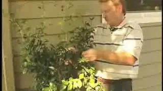 Trimming a Star Jasmine plant.