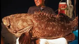 How Japan Fishermen Catch Hundreds of Grouper by Mastering Deep-Sea Fishing