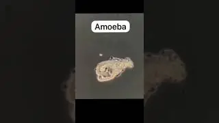 How amoeba engulf its food ?