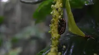 LAS ARÁCEAS