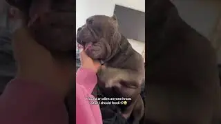 @chubbsandkalypso A vicious creature bully #dog #doglover