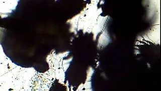 Otodectes cynotis