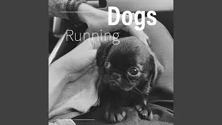 Running Dogs