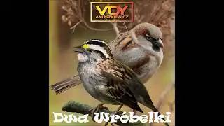 Spotkały Się Dwa Wróbelki (Ludowy Walczyk) w wykonaniu Voy Anuszkiewicz 🪗 