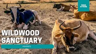 Working Party at Wildwood Farm Sanctuary | #shorts