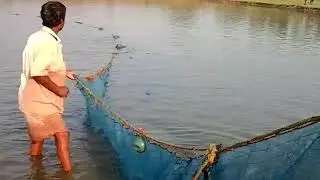 Ramchandrapur  village, Indpur, Bankura harvesting, WBADMIP