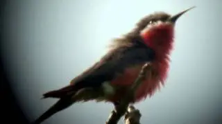 Rosy Bee-eater
