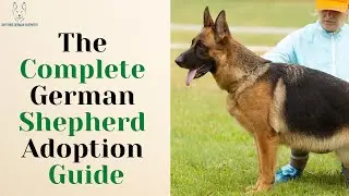 The Complete German Shepherd Adoption Guide