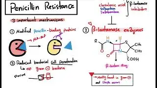 Penicillin & Antibiotics: The Ultimate USMLE Step 1 Guide!
