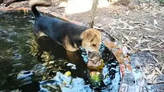 MONKEYS React to One of Their Own Falling in Water #monkeylove #monkeyvideo #monkeydluffyonepiece