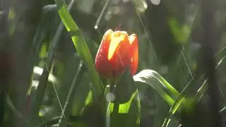 SPRING '23  Pt.5.  ( 4K )