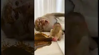 😂 Baby Monkey Worst Wake-Up Call EVER #funny #monkey #shorts #monkeyvideo #mom #comedy #fyp