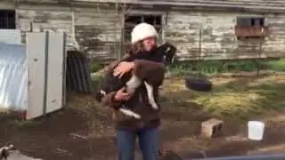 Cute baby goat jumps up to be held