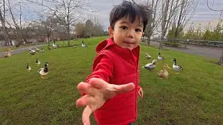 Chasing Ducks at the Park
