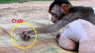 Rescue Dewdew How Dewdew Stop Scare Crab by Take Small Crab For Him To Play