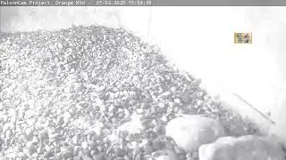 Nest camera - FalconCam Project LIVE