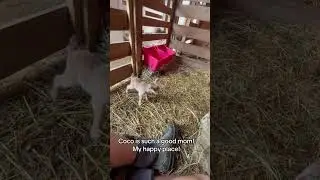 Goat triplets and Coco is such a good mom.