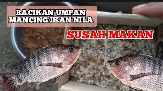 Umpan Kroto Ikan Nila || Super Jitu