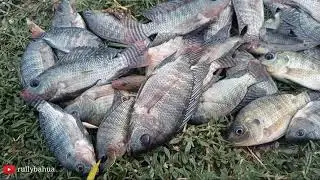 Tehnik mancing Ikan Nila Liar Di Danau Limboto
