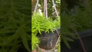 small pond 🏝️ making 🤩#shortvideo #shorts #short plzz Subscribe for more videos 🙏❤️