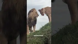 Molibany Male Lion with Lioness | #lion #shorts #wildlife