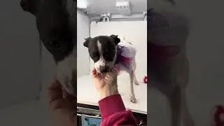 Река - ПРИНЯТА В УСЫНОВЛЕНИЕ!