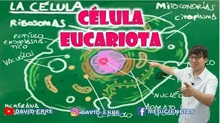 CÉLULA EUCARIOTA (REPASO) // DAVID ERRE